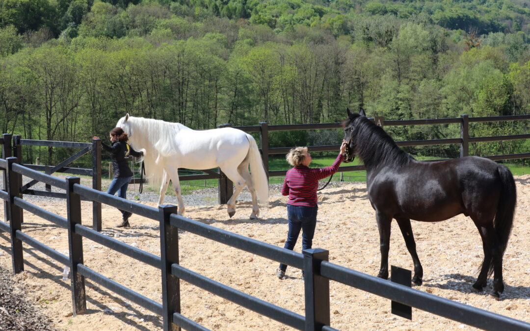 Equicoaching : apprendre à manager grâce au cheval !
