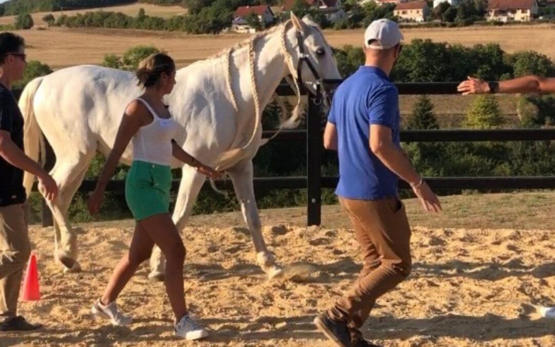 Team-building avec le cheval : une activité innovante !
